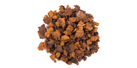 Chaga | Inonotus Obliquus