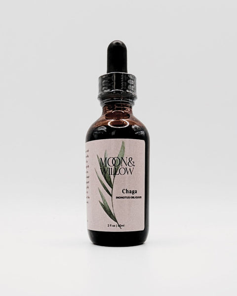Chaga | Inonotus Obliquus