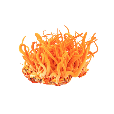 Cordyceps | Cordyceps militaris.