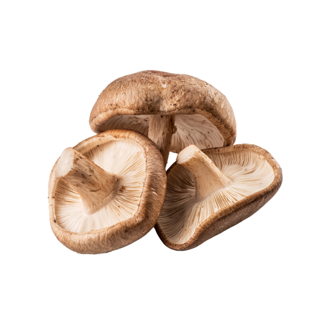 Shiitake Mushroom | Lentinula edodes