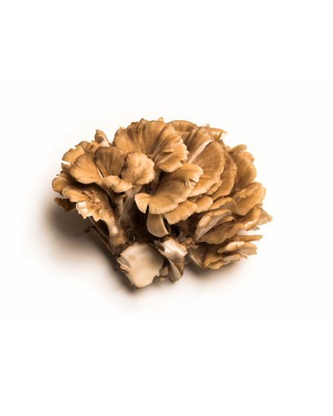 Maitake | Grifola frondosa
