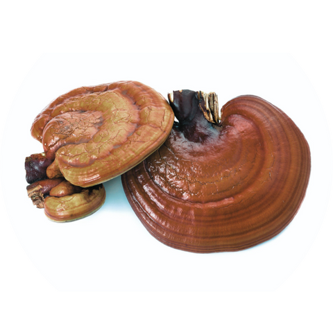 Reishi | Ganoderma lucidum