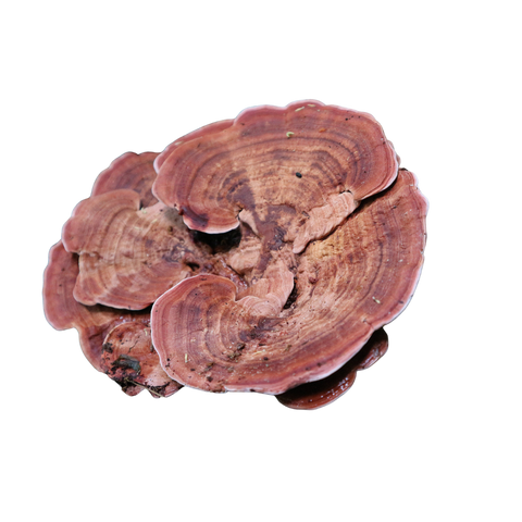 Turkey Tail | Trametes versicolor